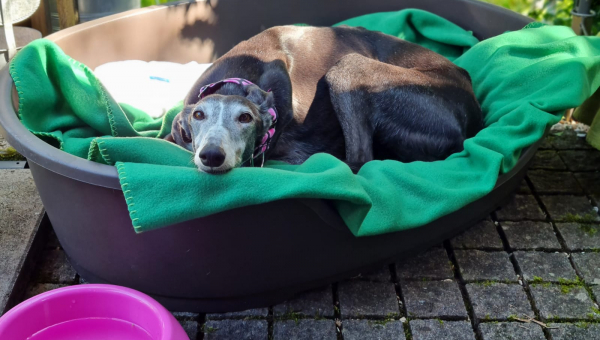 Zwei IWI Schätzchen die sich mögen. 